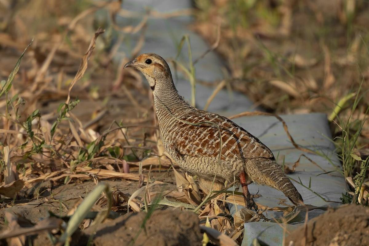 Francolin Abu-abu