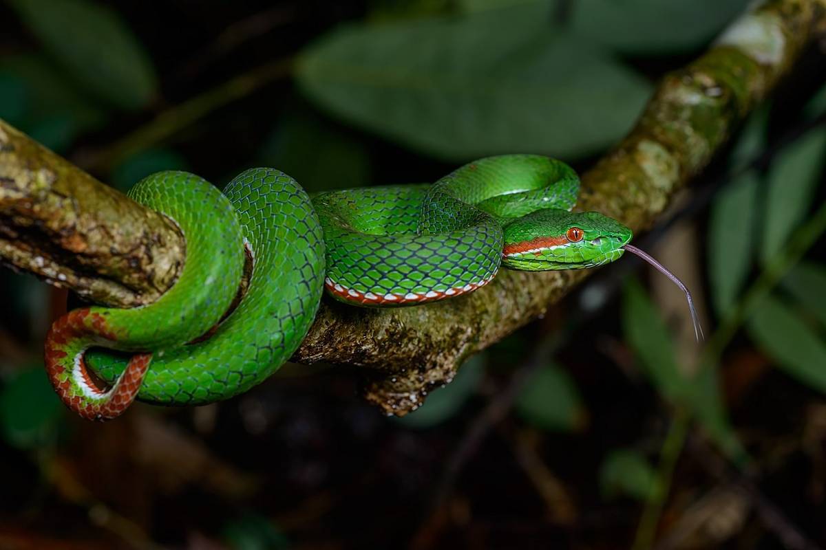 ular (commons.wikimedia.org/Rushenb)
