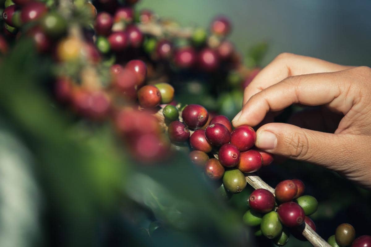 Ilustrasi tanaman kopi (freepik.com/jcomp)