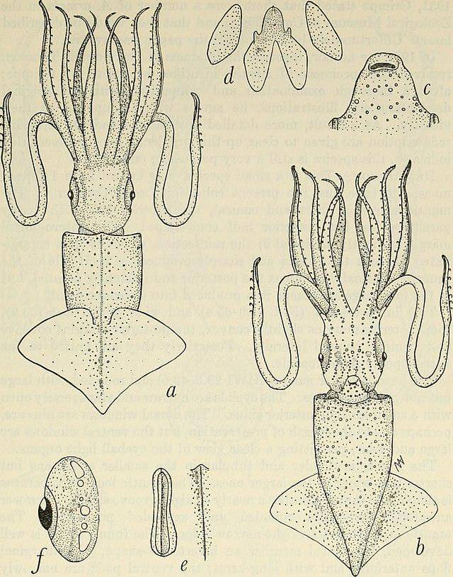 Abralia armata (commons.wikimedia.org/Internet Archive Book Images)