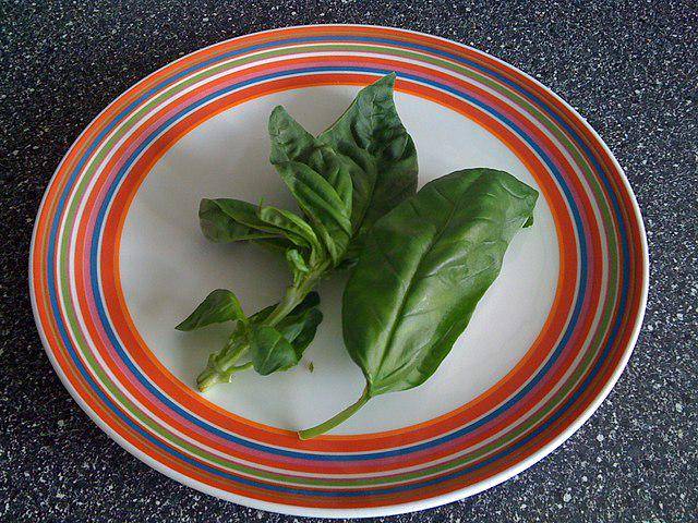 ilustrasi daun basil (commons.wikimedia.org/Jw2c)
