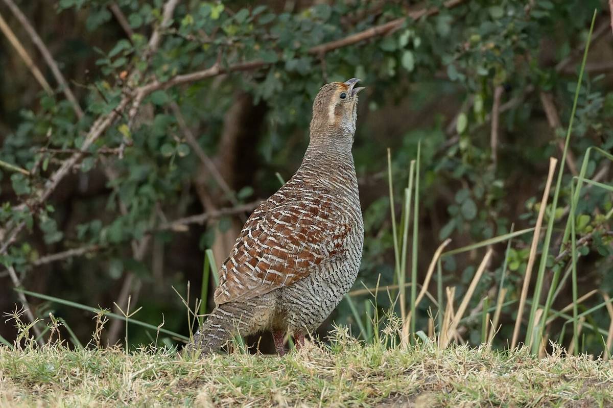Francolin Abu-abu