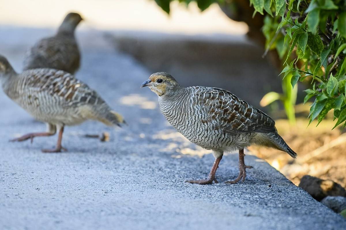 Francolin Abu-abu