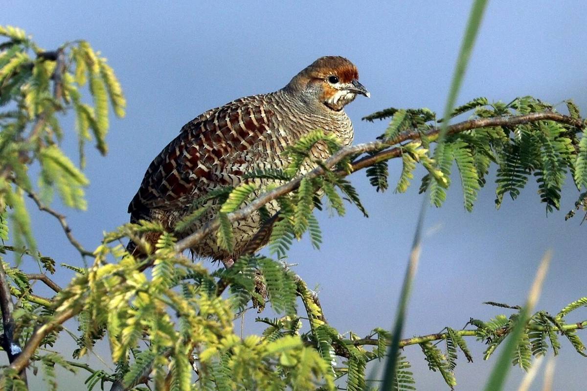 Francolin Abu-abu