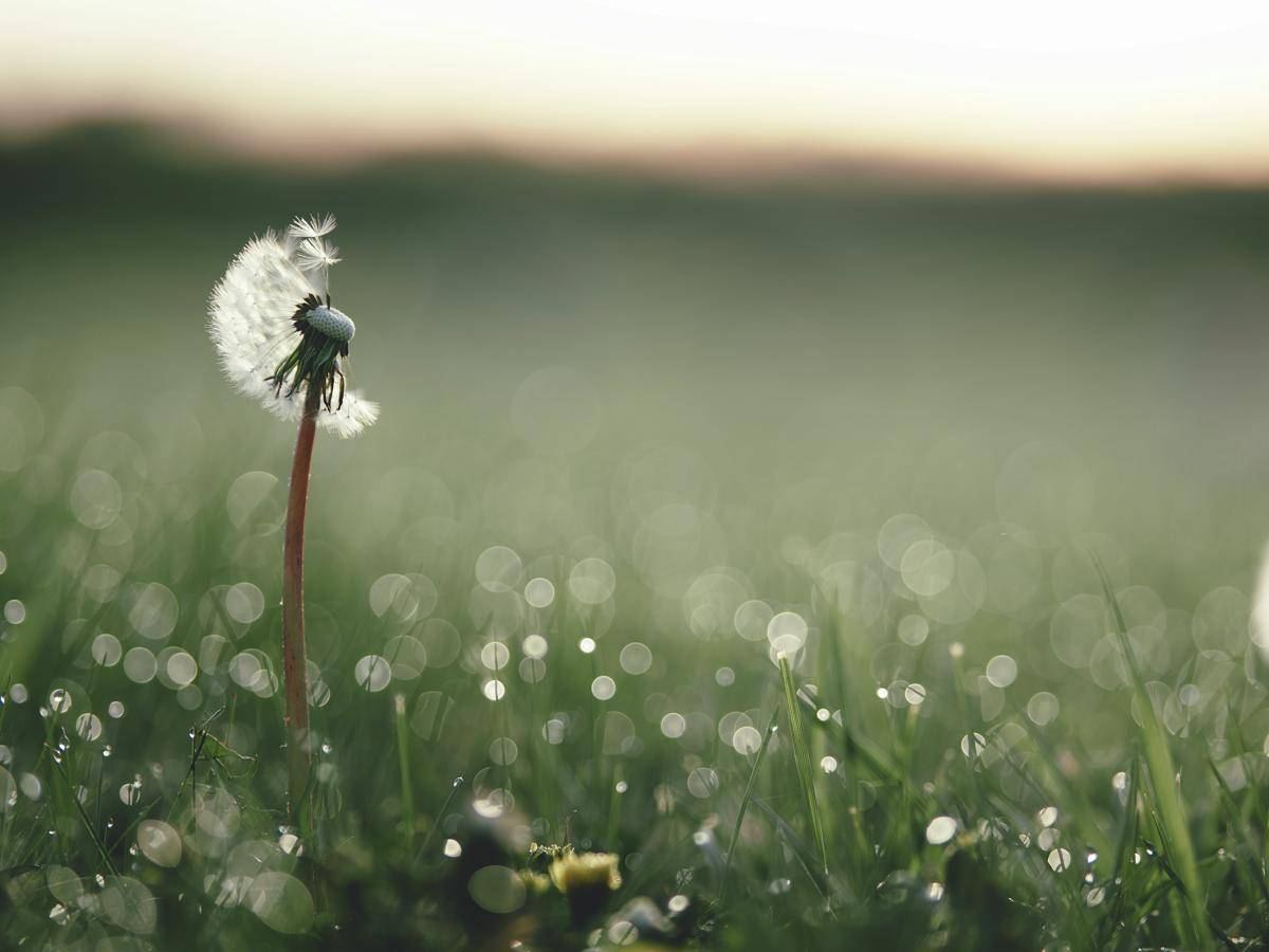 potret biji dandelion terbawa angin, melambangkan aroma hujan yang menyebar ke udara (unsplash.com/Aaron Burden)