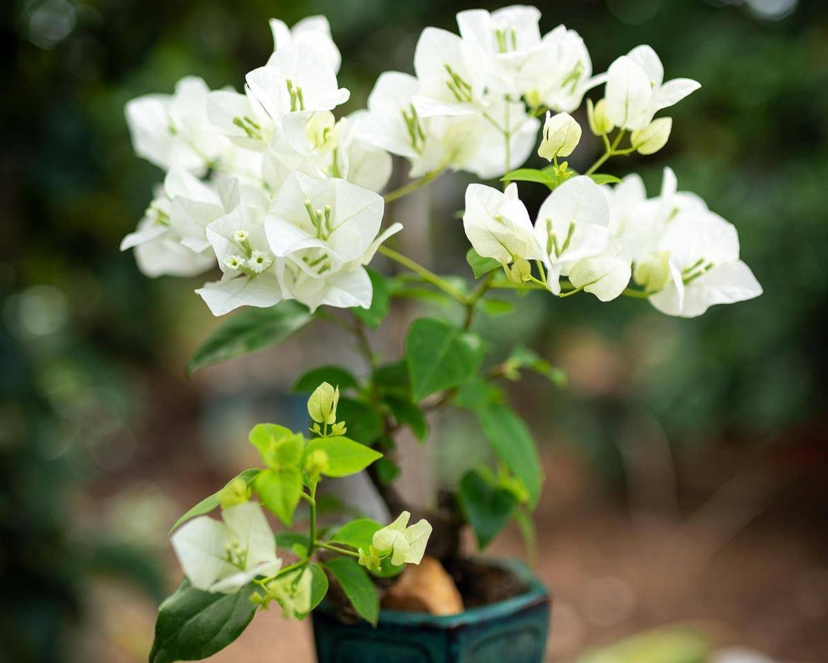 ilustrasi tanaman bougainvillea mini (pixabay.com/Danganhfoto)