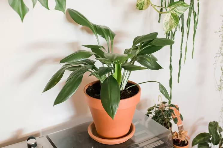 ilustrasi cast iron plant