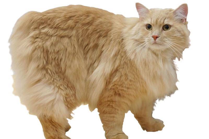 Kucing Cymric (commons.wikimedia.org)