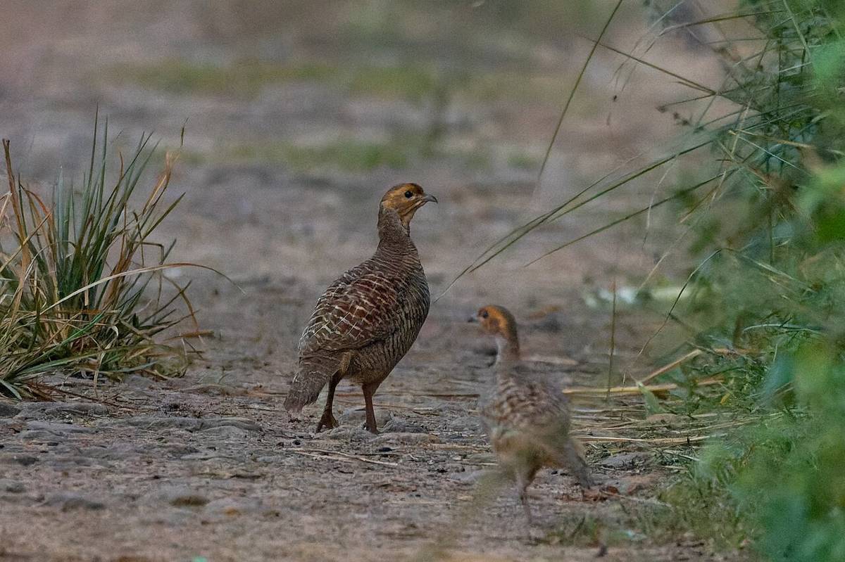 Francolin Abu-abu