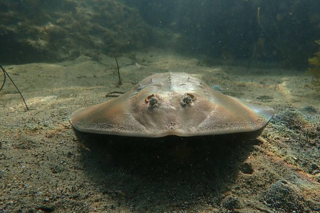Ikan Gitar Punggung Duri