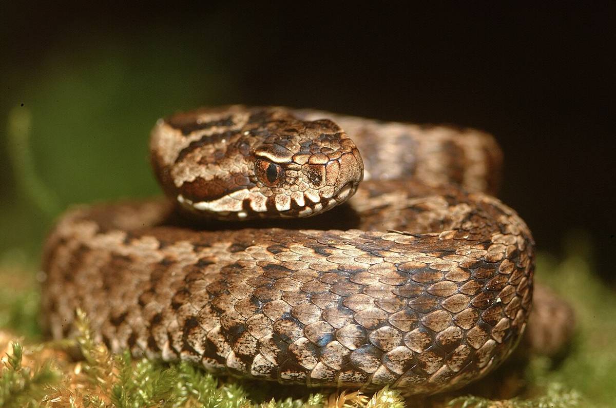 ular (commons.wikimedia.org/SusoRedondo)