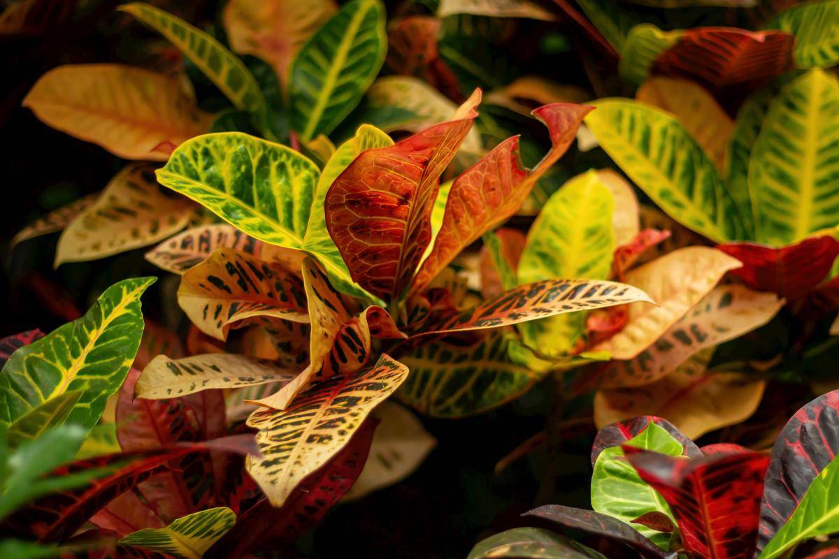 ilustrasi tanaman croton (unsplash.com/Gautam Krishnan)