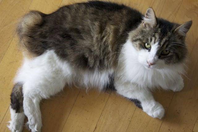 Kucing Cymric (commons.wikimedia.org/Jumpinjim)