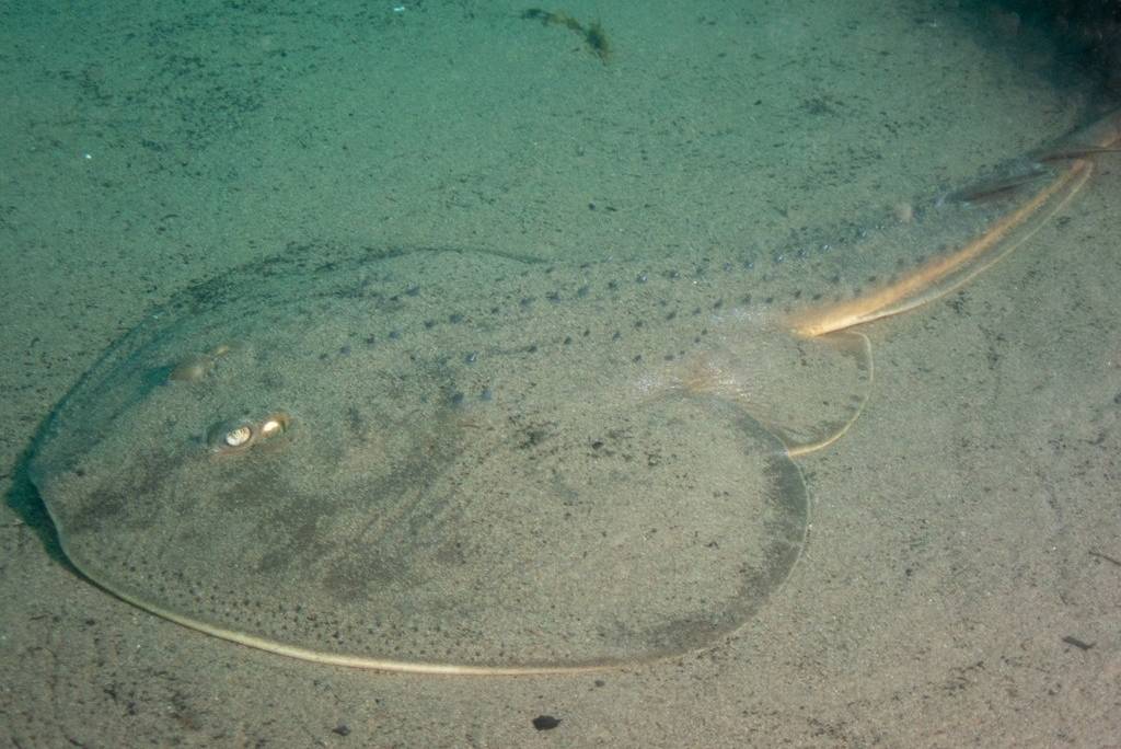 Ikan Gitar Punggung Duri