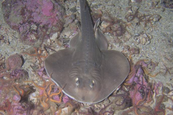 Ikan Gitar Punggung Duri
