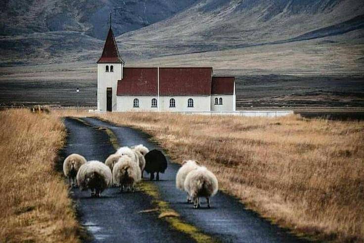 Islandia, domba di mana-mana, manusia bisa dihitung. 
