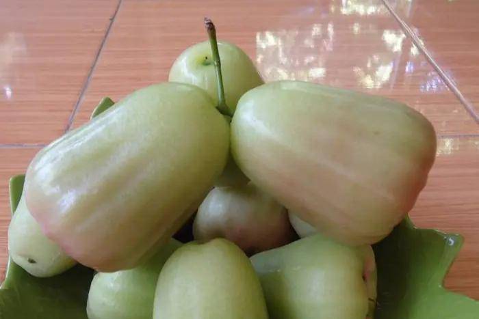 jambu air madu deli (tanamnmart.com)