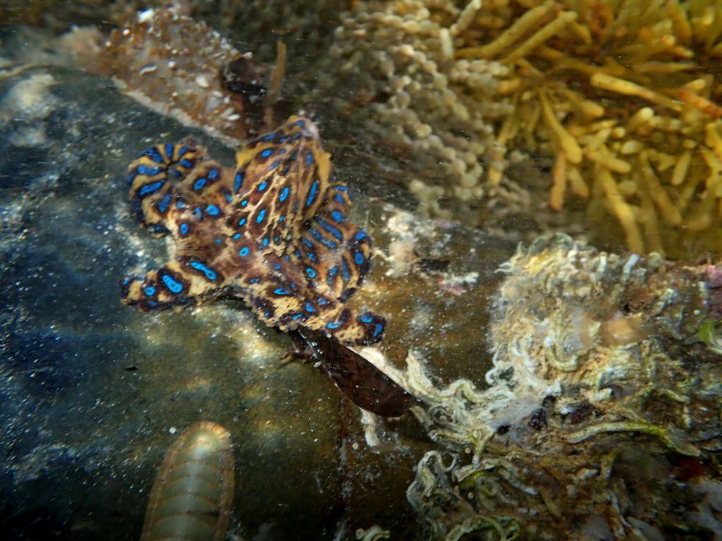 Blue-ringed octopus (inaturalist.org/Tim)