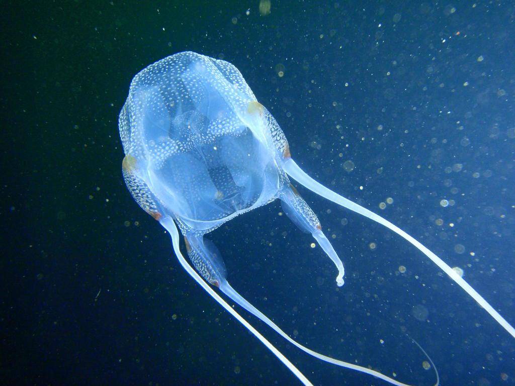 Box jellyfish (inaturalist.org/Peter Southwood)