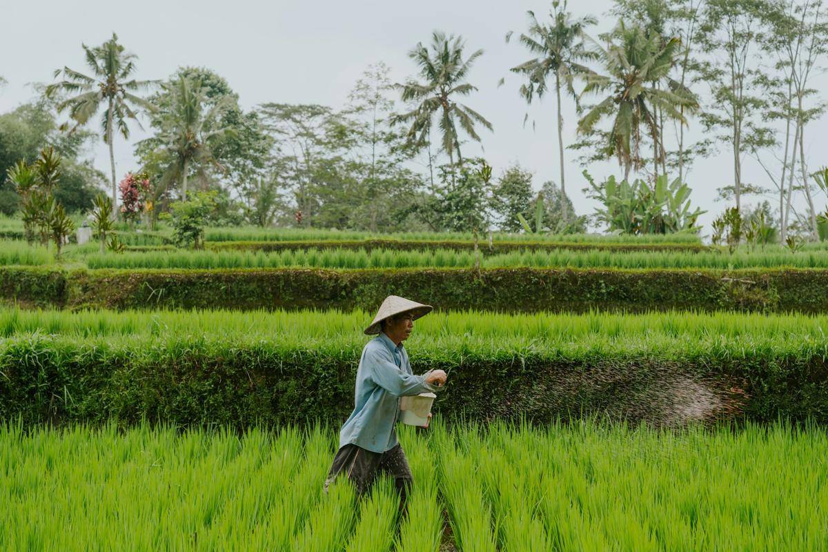 ilustrasi suasana pedesaan (unsplash.com/Matthew Stephenson)