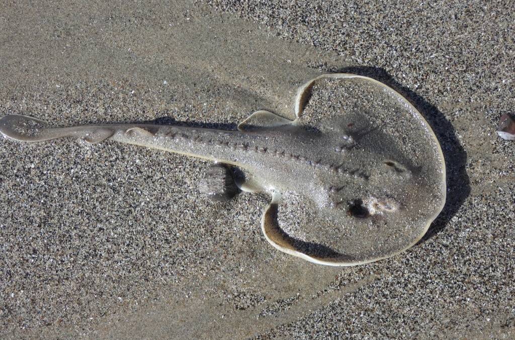 Ikan Gitar Punggung Duri
