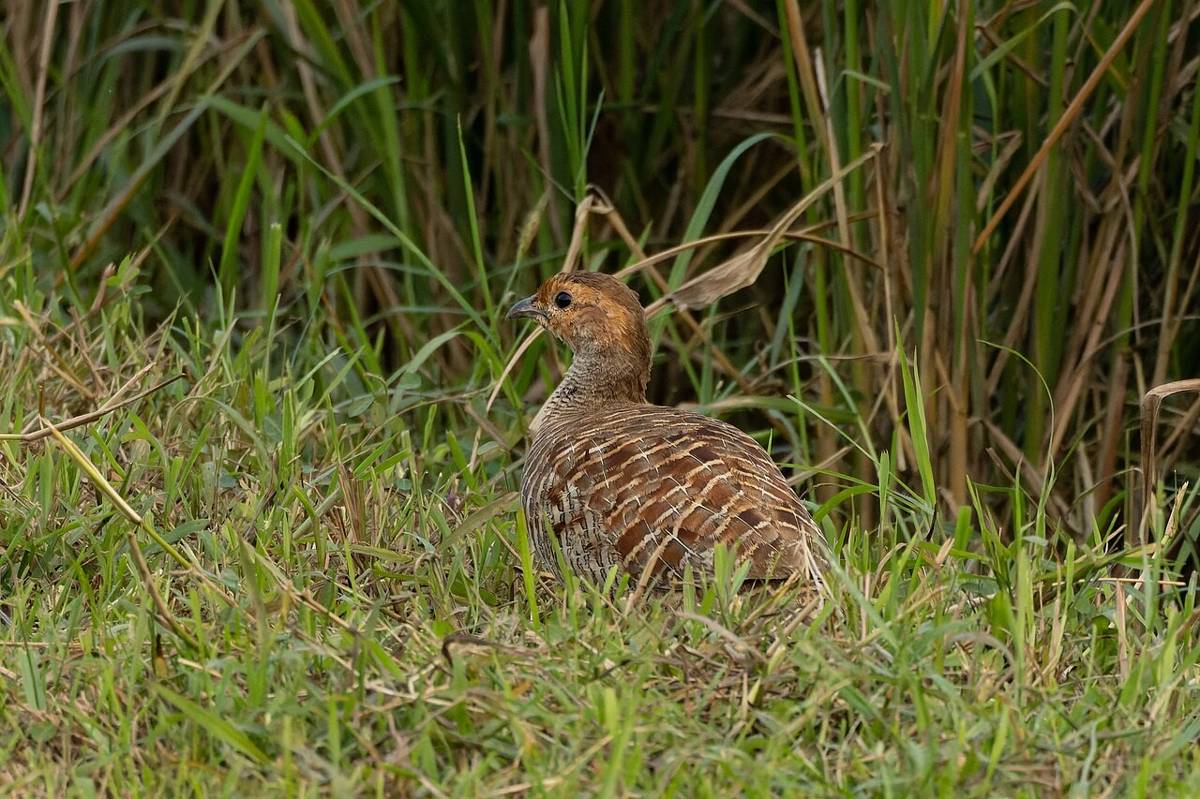 Francolin Abu-abu