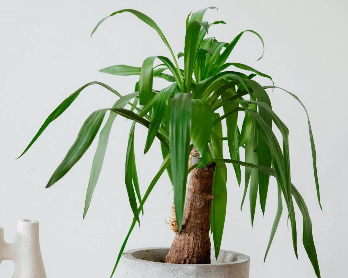 ilustrasi tanaman yucca elephantipes (pexels.com/Anna Nekrashevich)