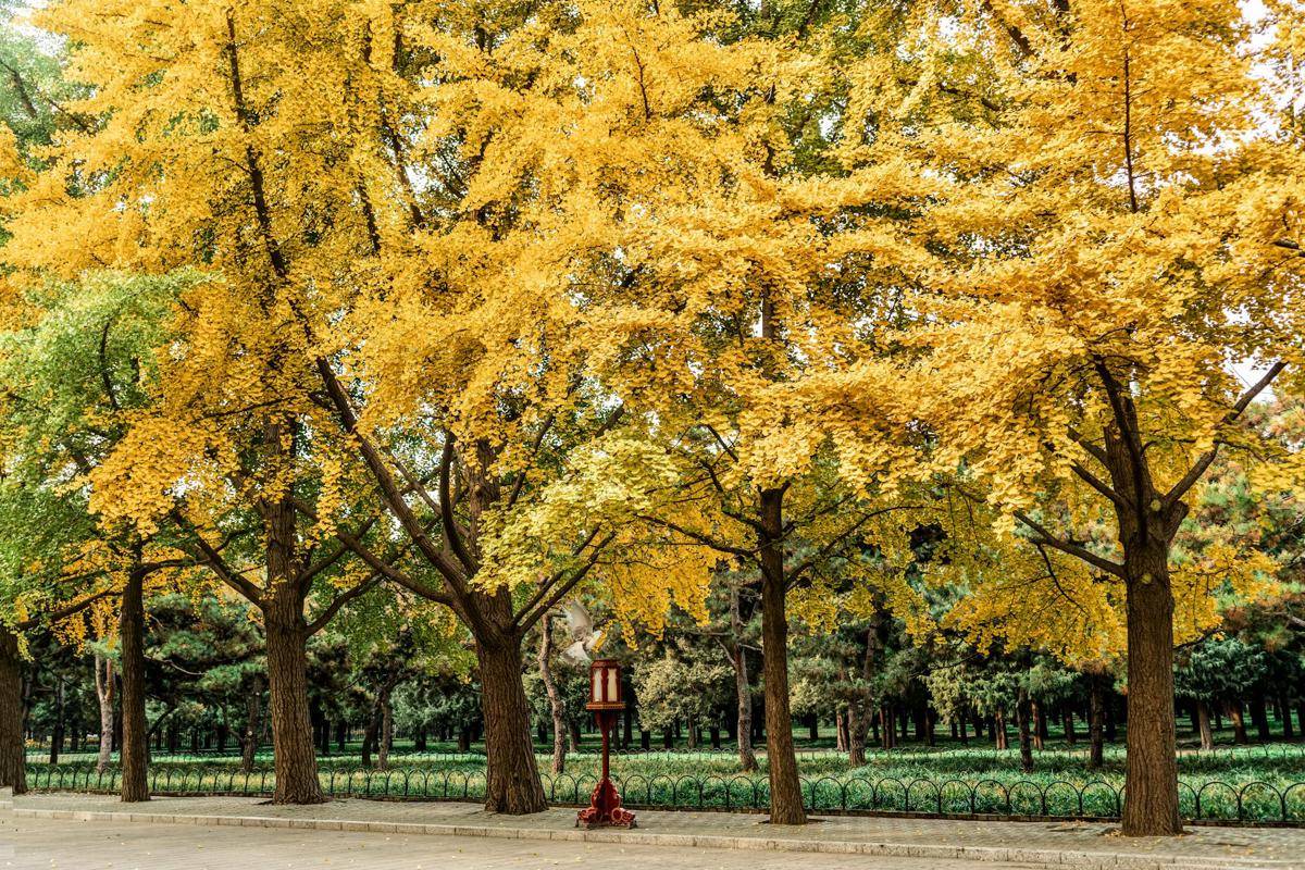 Ginkgo Biloba