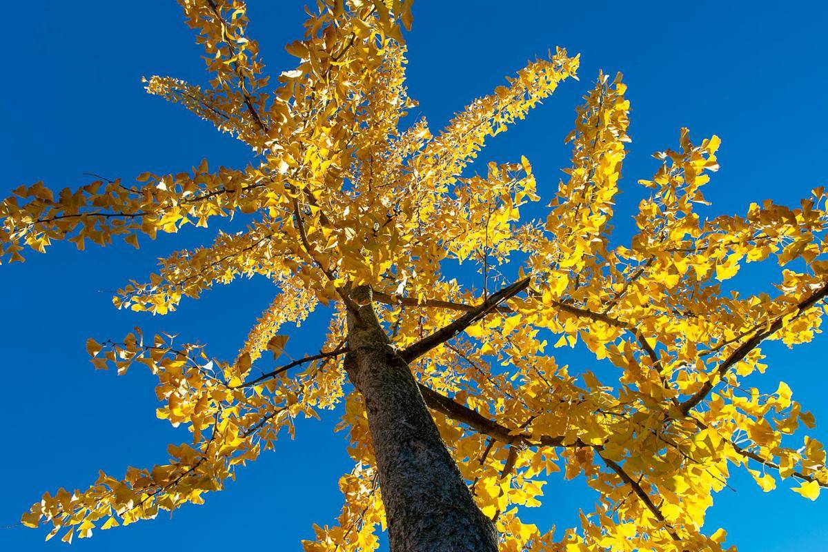 Ginkgo Biloba