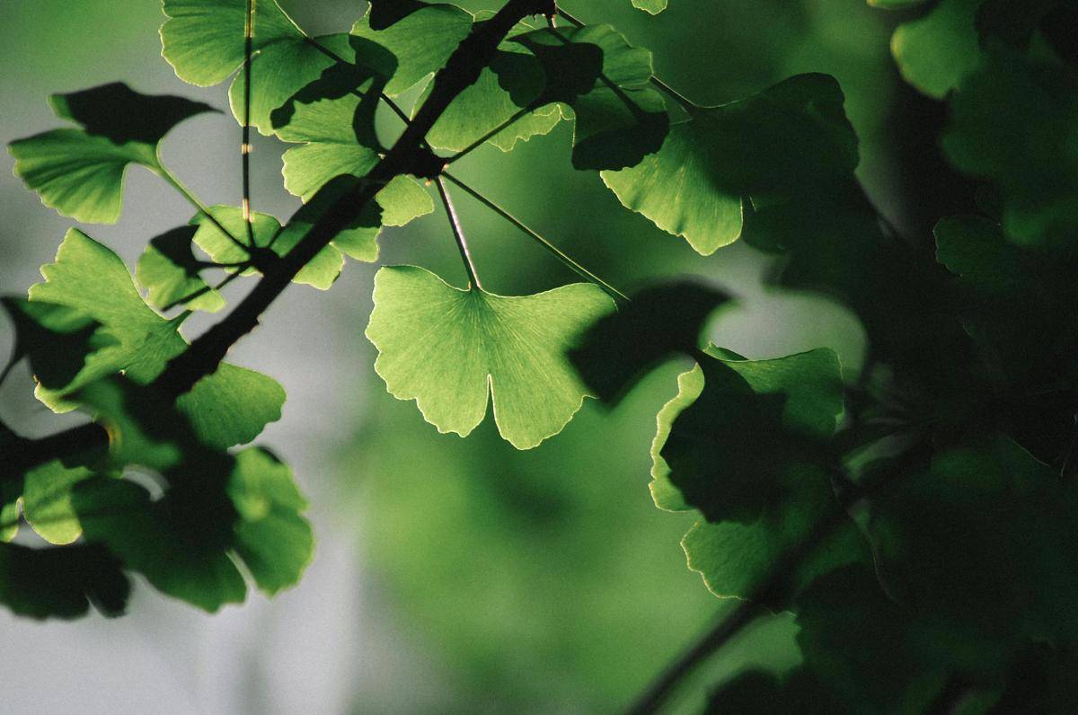 Ginkgo Biloba