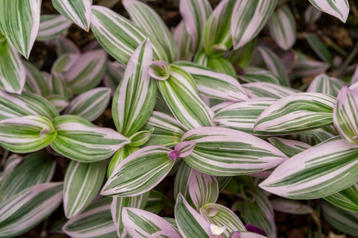 ilustrasi tanaman tradescantia nanouk