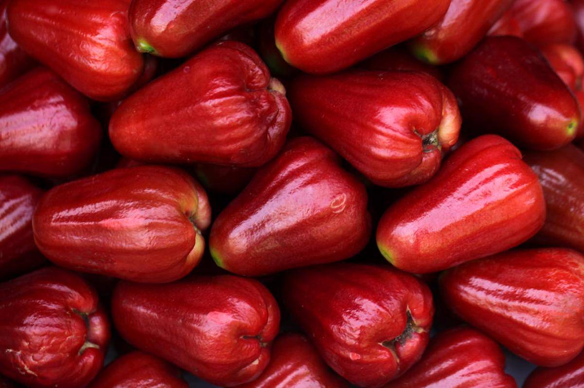 ilustrasi buah jambu air
