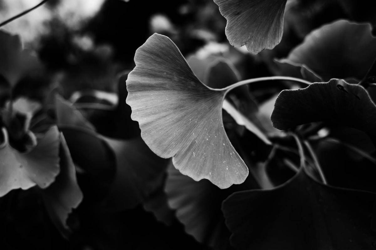 Ginkgo Biloba