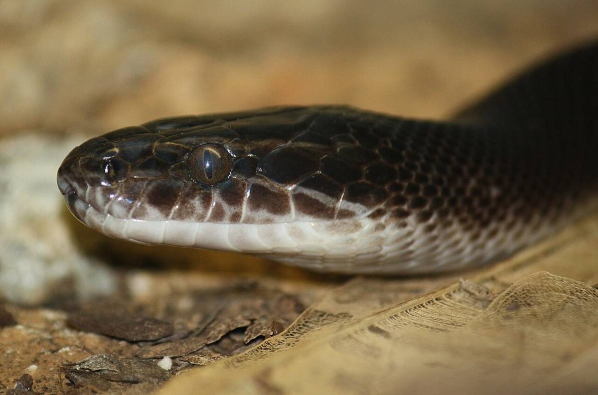 ular (commons.wikimedia.org/Ltshears)
