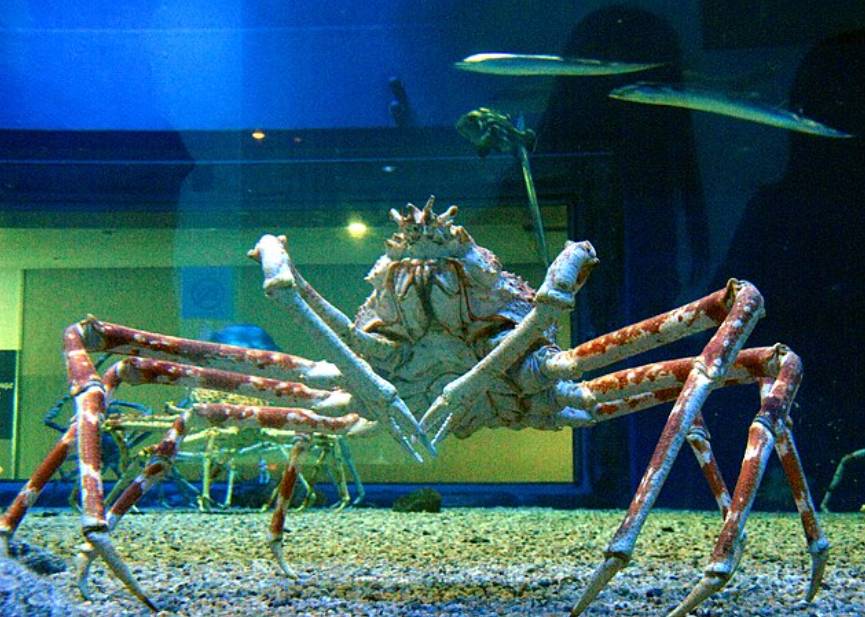 potret kepiting laba-laba Jepang (commons.wikimedia.org/KENPEI)