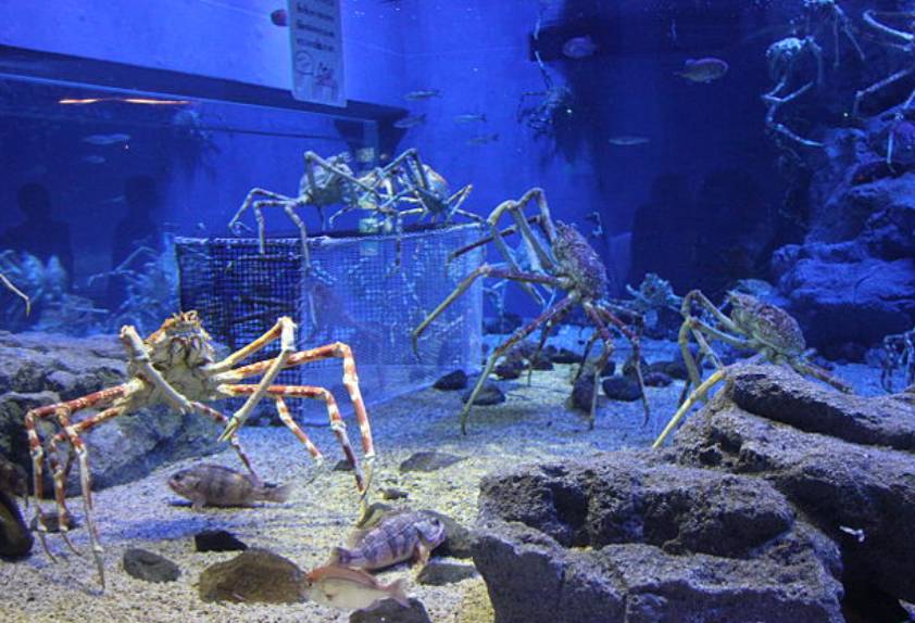 potret kepiting laba-laba Jepang (commons.wikimedia.org/Laika ac)