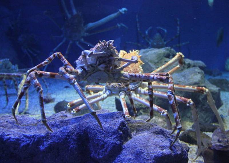 potret kepiting laba-laba Jepang (commons.wikimedia.org/Laika ac)
