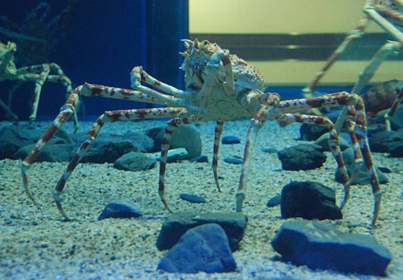 potret kepiting laba-laba Jepang (commons.wikimedia.org/Maarten Heerlien)