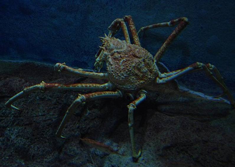 potret kepiting laba-laba Jepang (commons.wikimedia.org/pelican)