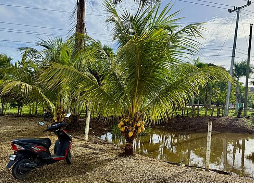 illustrasi palem kelapa