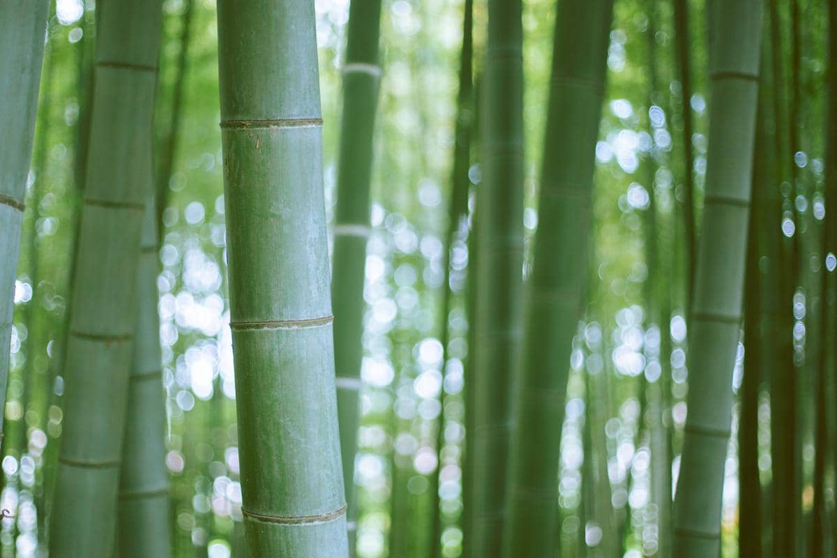 Bambu Petung Dapat Menyimpan 100 Liter Air, Bali Perlu Menanamnya