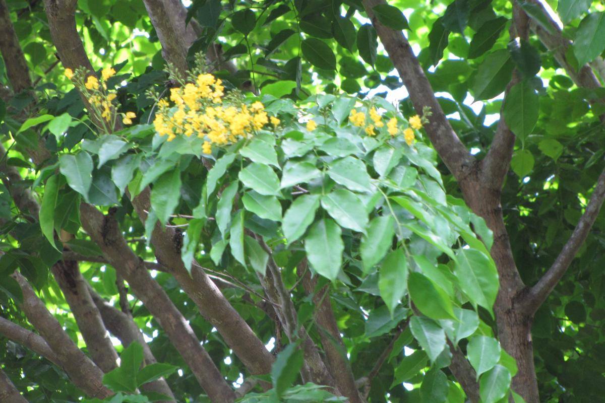 Ilustrasi tanaman angsara (commons.wikimedia.org/Forest and Kim Starr)