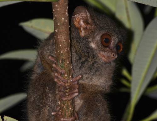 potret tarsius dian yang sedang memanjat tanaman (commons.wikimedia.org/Jemi Y.S, KPHK Morowali)