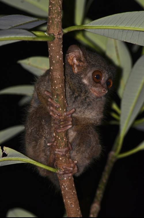 seekor tarsius dian yang ada di Morowali (commons.wikimedia.org/Jemi Y.S, KPHK Morowali)