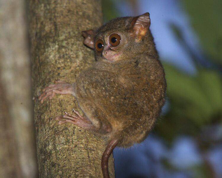 Tarsius tersier yang merupakan kerabat dekat tarsius dian (commons.wikimedia.org/Lip Kee Yap)