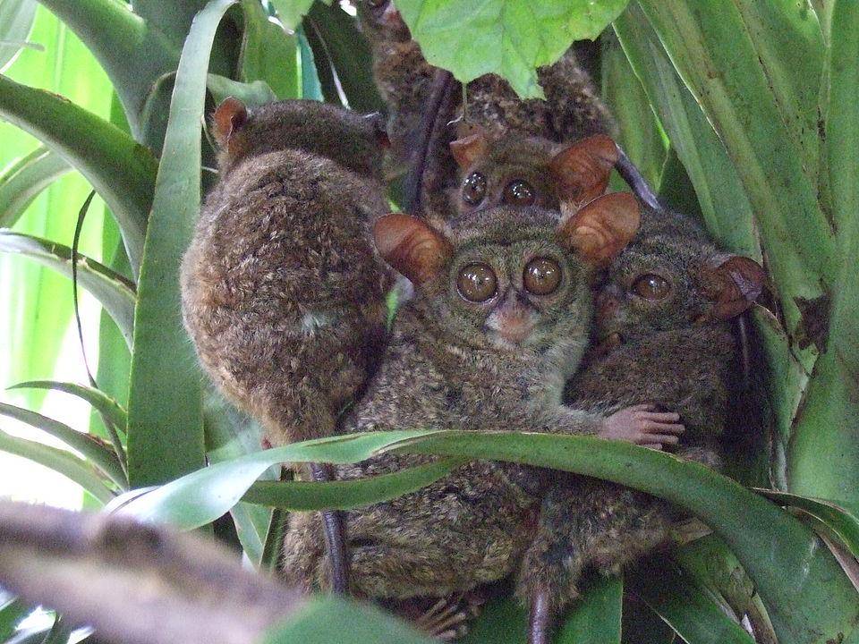 keluarga tarsius di atas pohon (commons.wikimedia.org/Sakurai Midori)