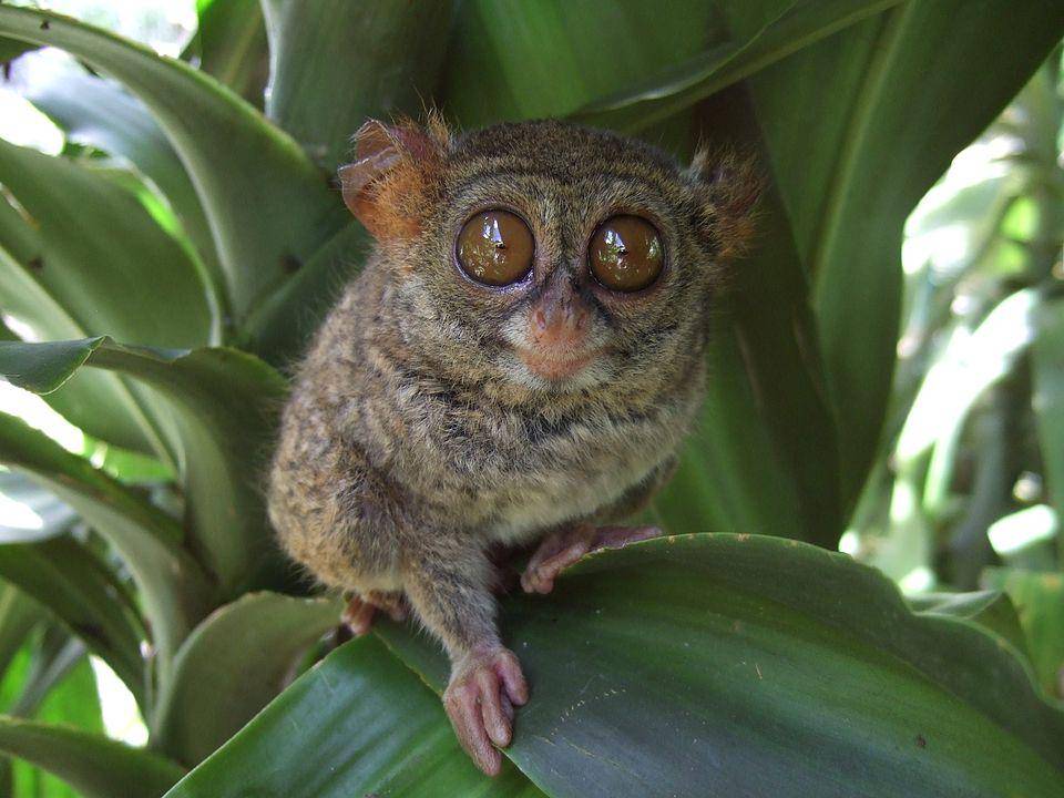 potret imut seekor tarsius (commons.wikimedia.org/Sakurai Midori)
