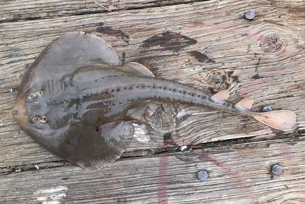 Ikan Gitar Punggung Duri