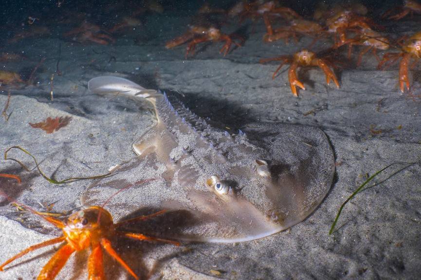 Ikan Gitar Punggung Duri