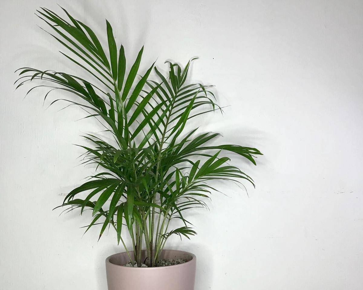 ilustrasi tanaman areca palm (instagram.com/sugboplants.ph)